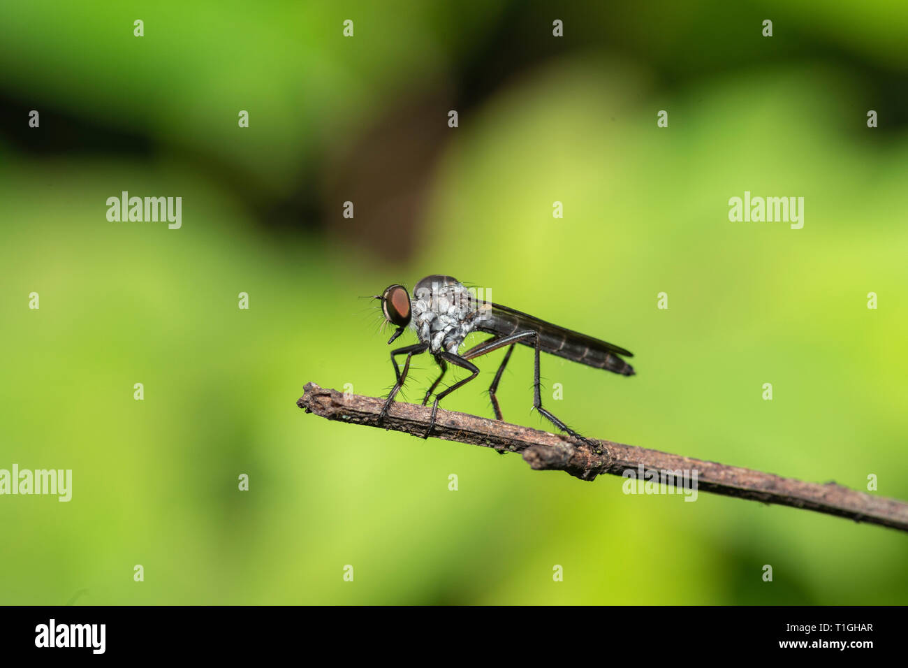 Robber Fly Insect seen at Kaas  Plateau,Satara,Maharashtra,India Stock Photo