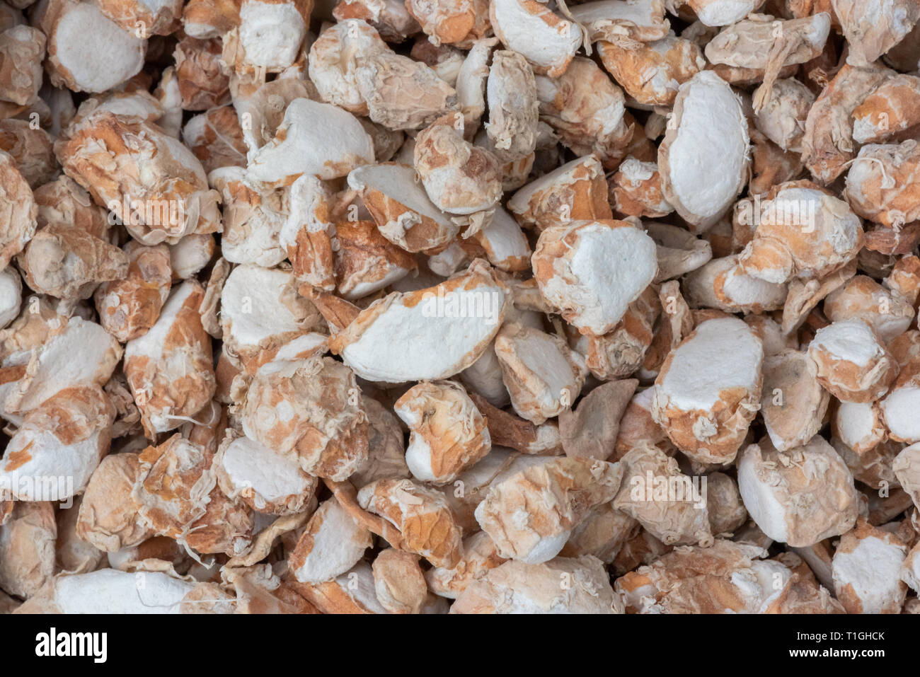Sand ginger Aromatic ginger, resurrection lily Kaempferia galanga
