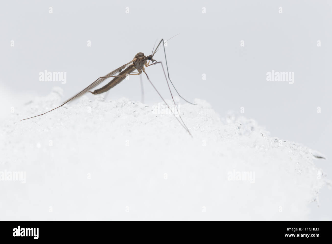 Winter gnat on snow during winter time Stock Photo