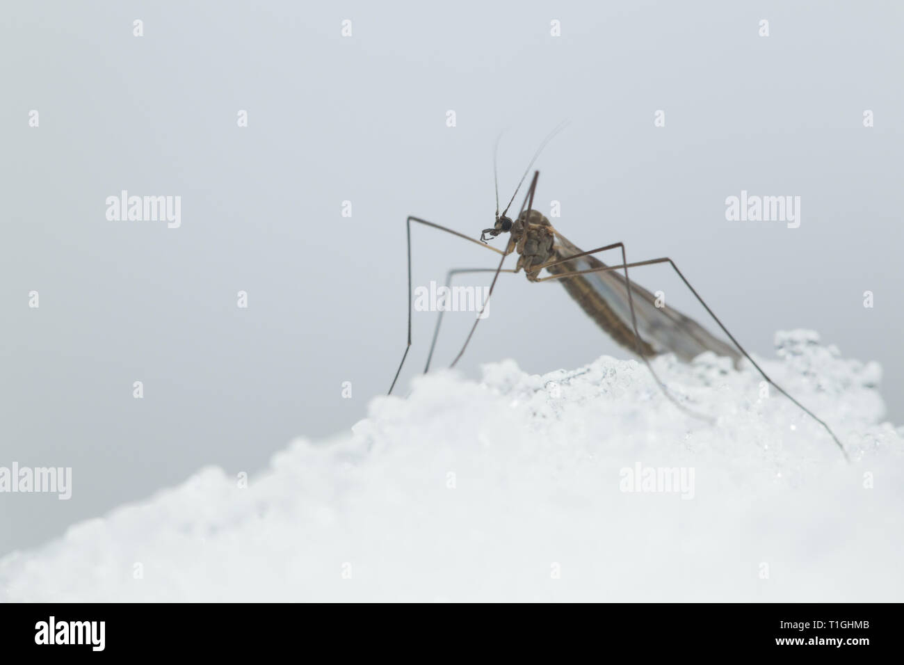 Winter gnat on snow during winter time Stock Photo
