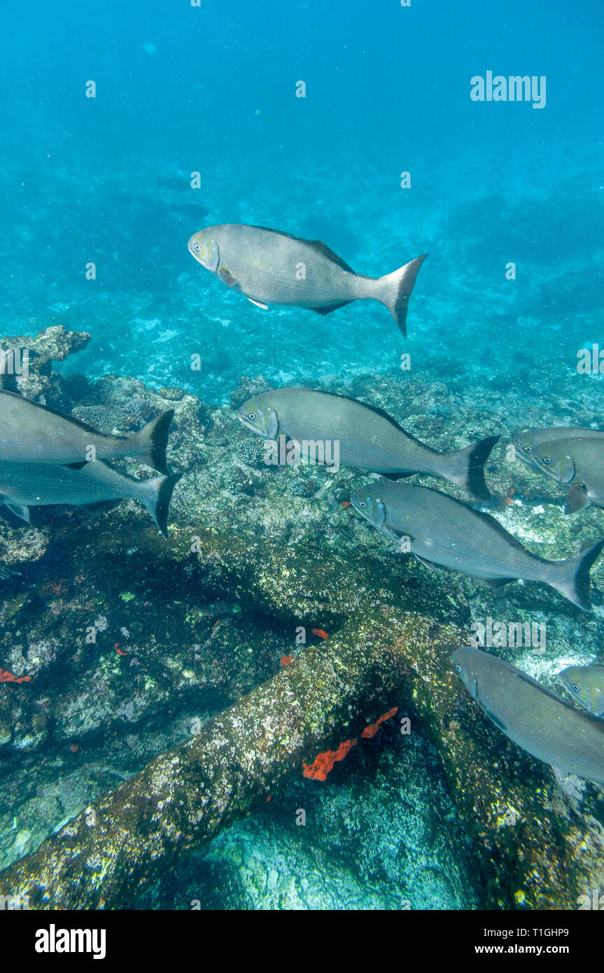 Site of the Batavia shipwreck on Morning reef in the Wallabi Group of