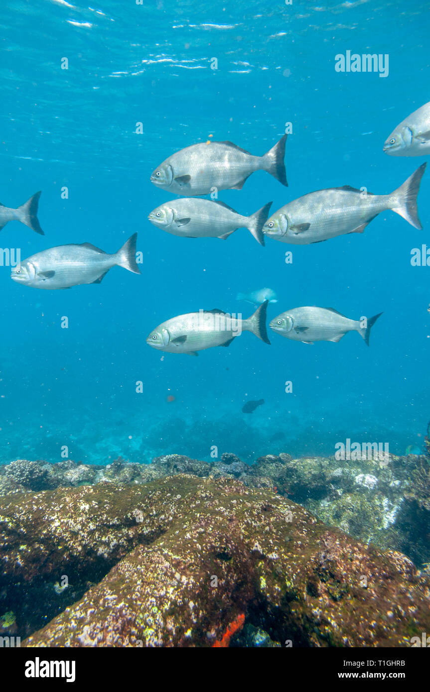 Site of the Batavia shipwreck on Morning reef in the Wallabi Group of the Houtman Abrolhos. On June 4, 1629 the Dutch East India Company (VOC) ship Ba Stock Photo