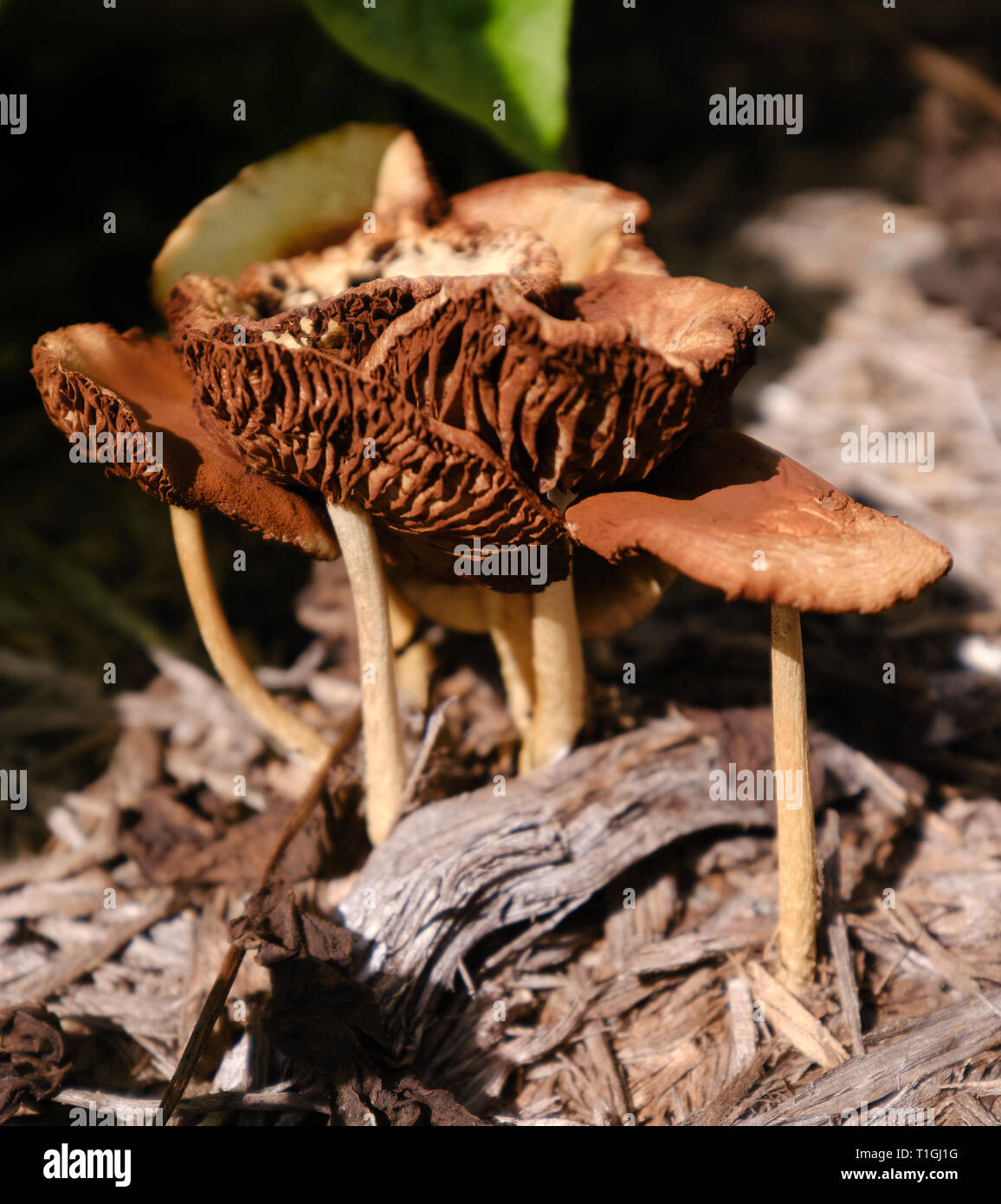 mushrooms in the backyard Stock Photo Alamy
