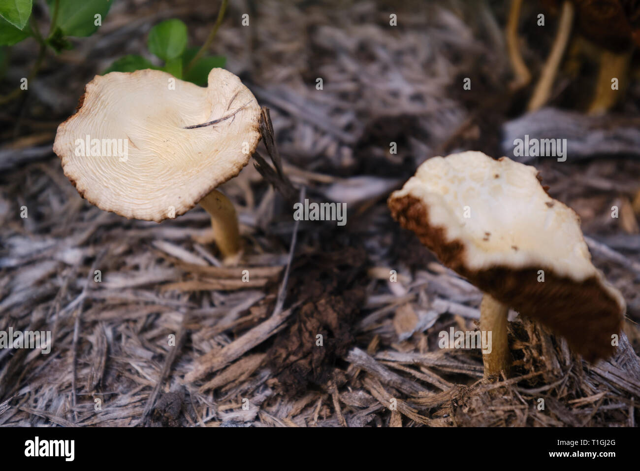 mushrooms in the backyard Stock Photo Alamy