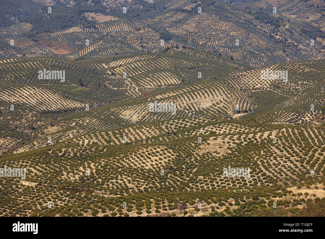 Olive tree fields in Andalusia. Spanish agricultural harvest landscape
