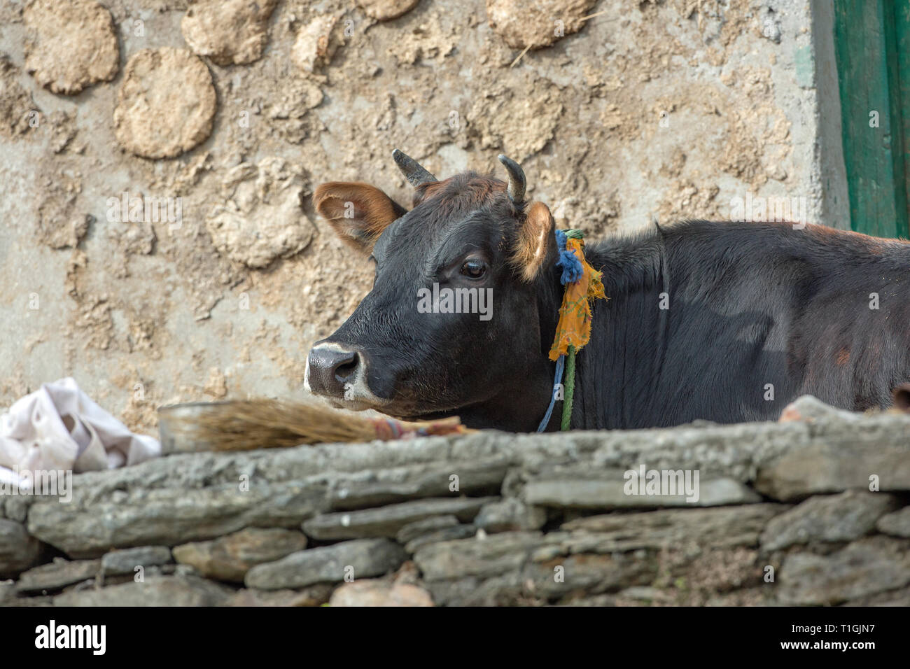 ‘House’, Cow. Single animal, kept for milk supply, in, or alongside the home, tethered. Hay, grass, vegetation collected by owner, and brought to the cow as food, rather than left to graze in a field. Stock Photo