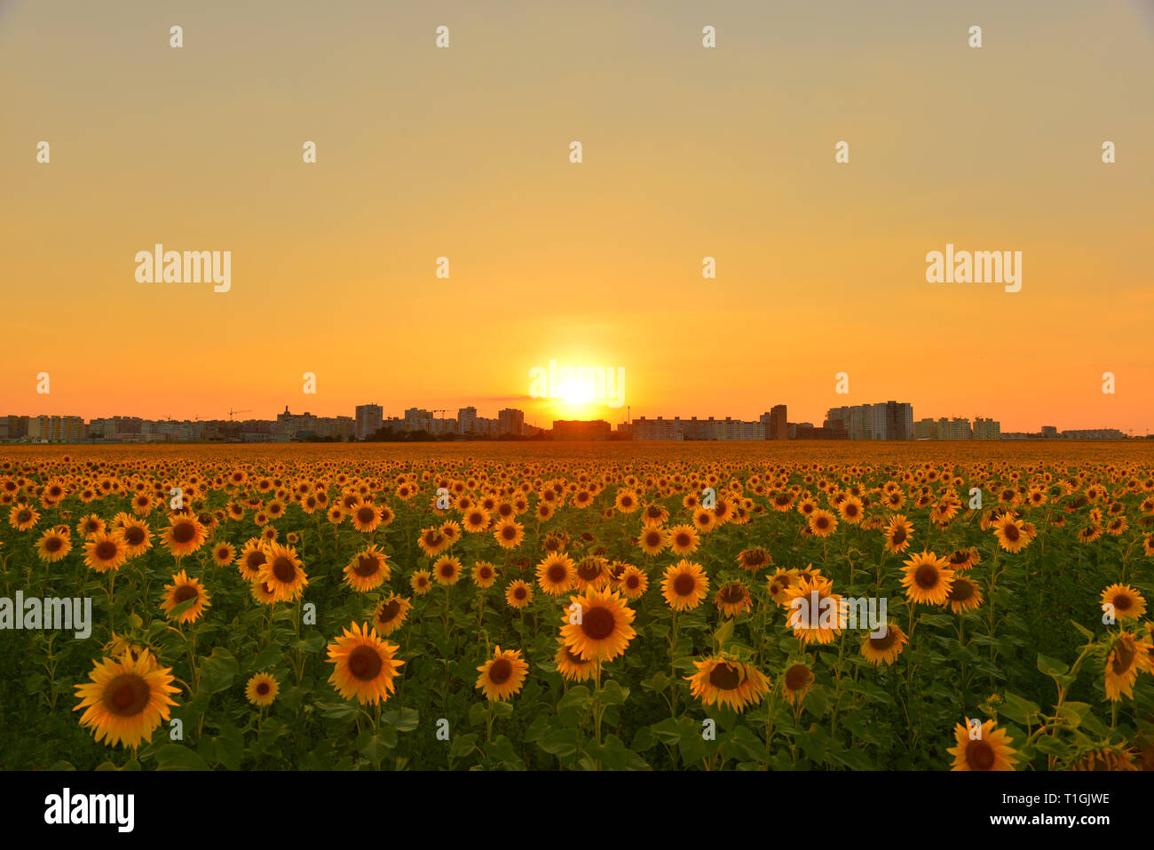 Sunflowers growing towards light hires stock photography and images