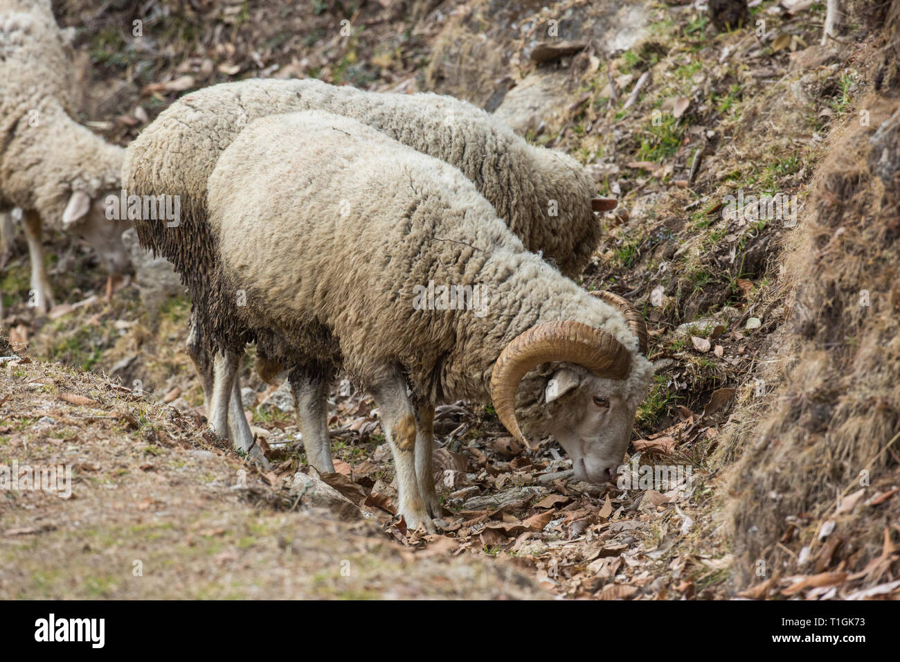 Domestic Sheep (Ovis aries). A mountain breed, one of a flock, a horned ram, trying its best to find some green vegetation upon which to graze, on a Himalayan foothill. Winter. February. Northern India. Stock Photo