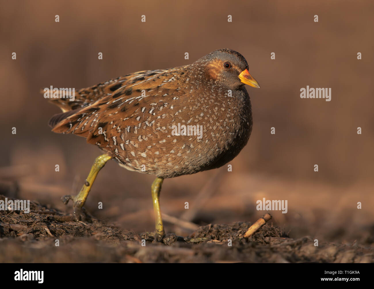 Crake species hi-res stock photography and images - Alamy