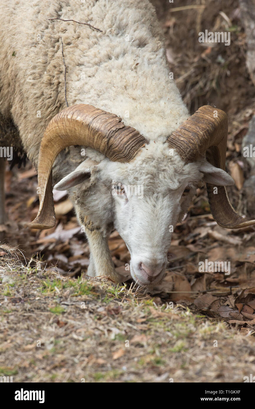 Domestic Sheep (Ovis aries). A mountain breed, one of a flock, a horned ram, trying its best to find some green vegetation upon which to graze, on a Himalayan foothill. Winter. February. Northern India. Stock Photo