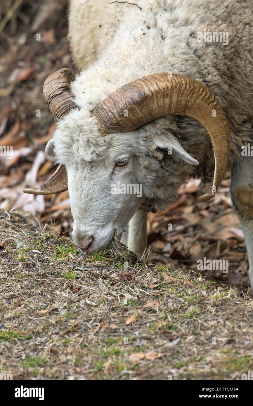 Domestic Sheep (Ovis aries). A mountain breed, one of a flock, a horned ram, trying its best to find some green vegetation on which to graze, on a Himalayan foothill. Winter. February. Northern India. Stock Photo