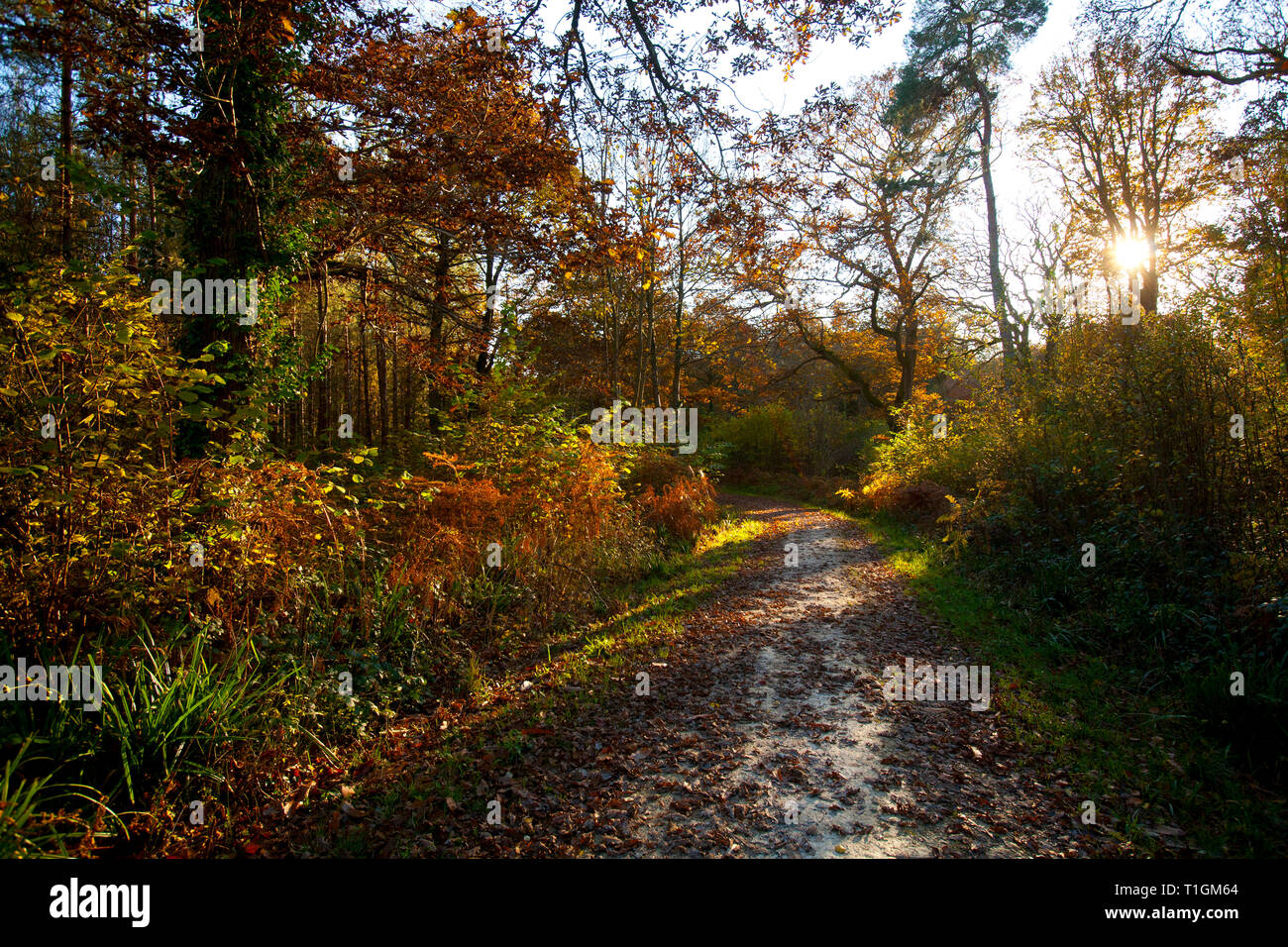 Lumber harvest hires stock photography and images Alamy
