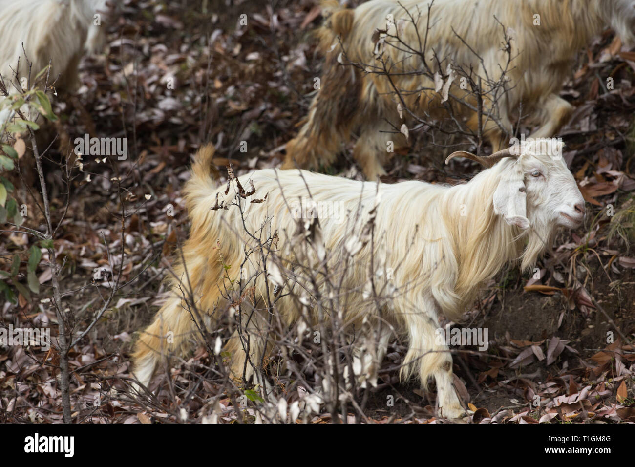 Domestic Goat  (Capra hircus). A mountain breed, one of a herd, a horned animal, trying its best to find some green vegetation on which to browse. Stock Photo