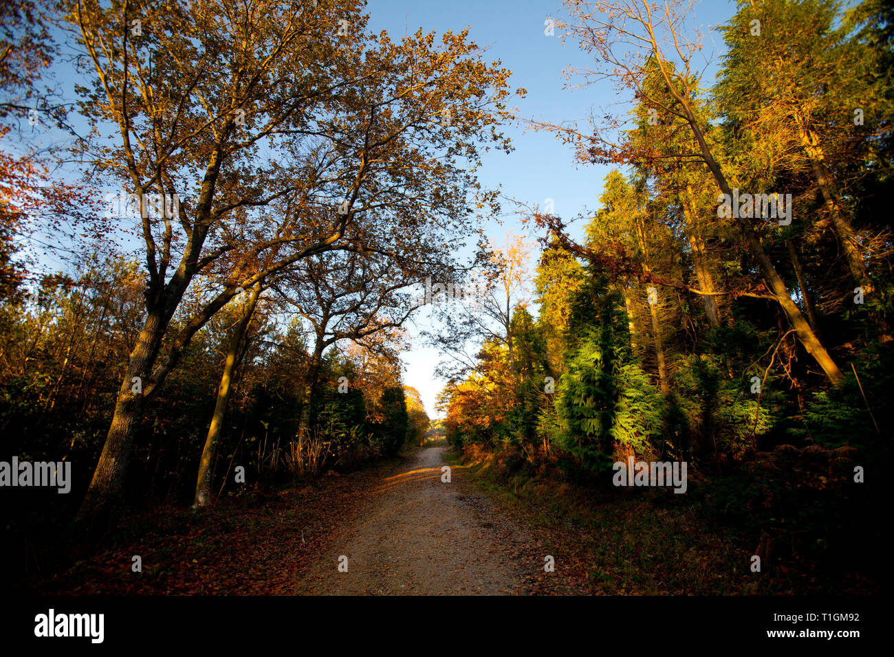 Parkhurst forest wight hires stock photography and images Alamy
