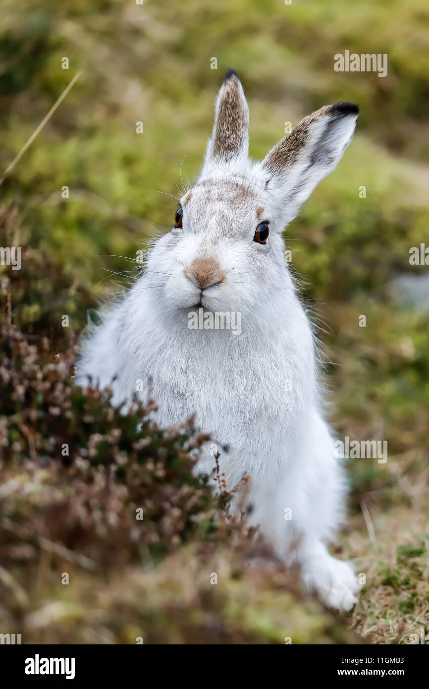 Arctic hare hi-res stock photography and images - Alamy