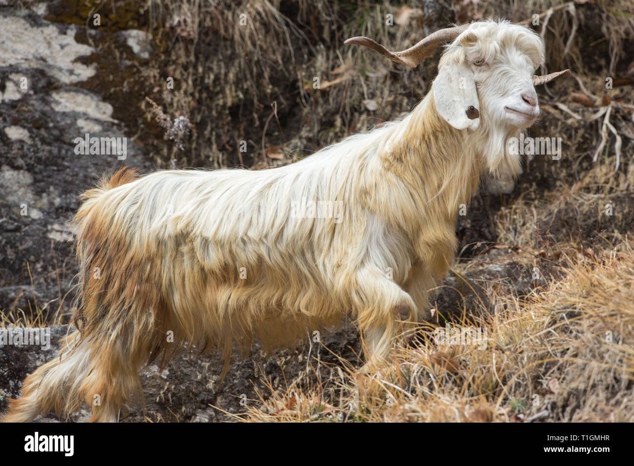 Domestic Goat  (Capra hircus). Male or Billy. A mountain breed, one of a herd. Goat’s horns have a well-developed keel on the anterior edge of the horns. Males distribute a strong odour. Stock Photo