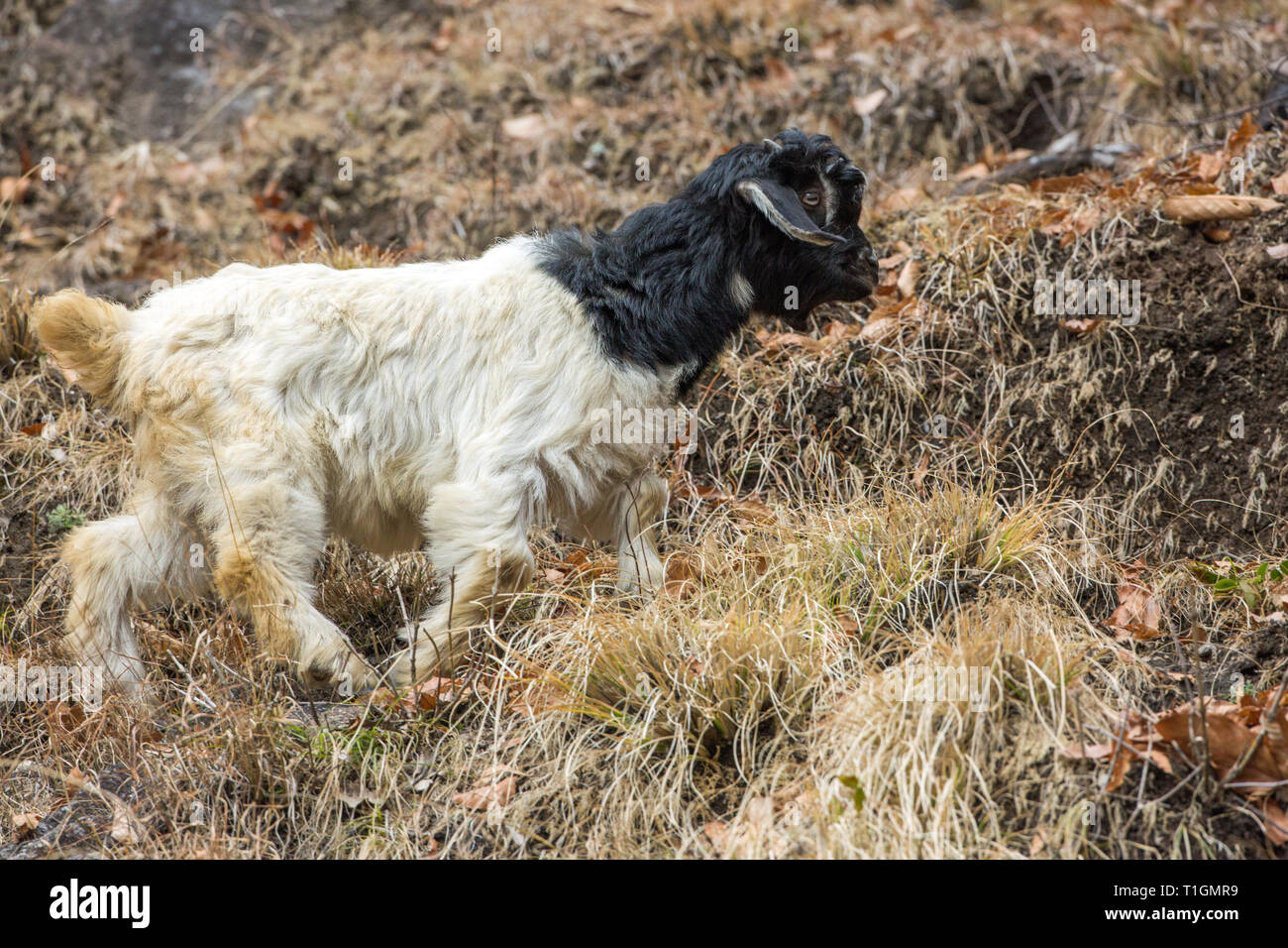 Domestic Goat  (Capra hircus). A mountain breed, one of a herd, a young animal, or kid. Ears flapping, with the horns buds just beginning to show. Northern India. Stock Photo