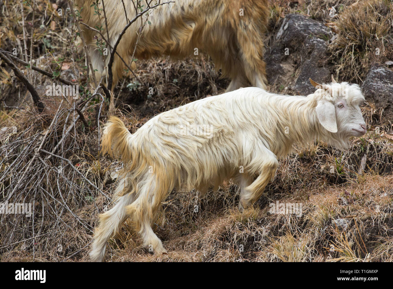Domestic Goat  (Capra hircus). A mountain breed, one of a herd, a horned animal. Goat’s horns have a well-developed keel on the anterior edge. This is a younger animal with horns growing. Note the goats uplifted tail. India. Stock Photo