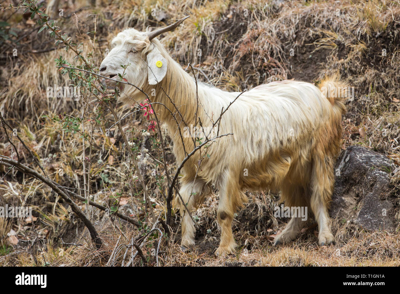 Domestic Goat  (Capra hircus). A mountain breed, one of a herd, a horned animal. Goat’s horns have a well-developed keel on the anterior edge. Browsing leaves from a prickly shrub. Foothills of the Himalayas. Northern India. Stock Photo