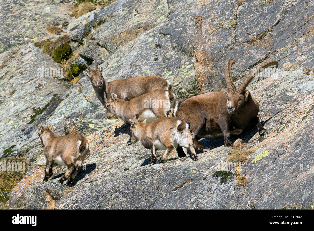 Alpine ibex (Capra ibex) herd with male, female and three juveniles foraging in rock face in winter, Gran Paradiso National Park, Italian Alps, Italy Stock Photo