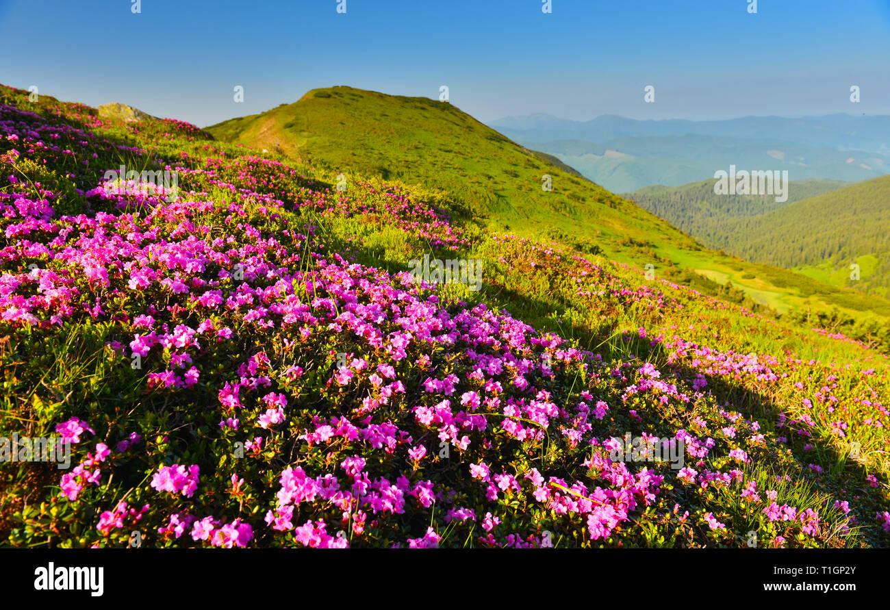 Flowering  pink rhododendron in summer mountain at sunrise Stock Photo
