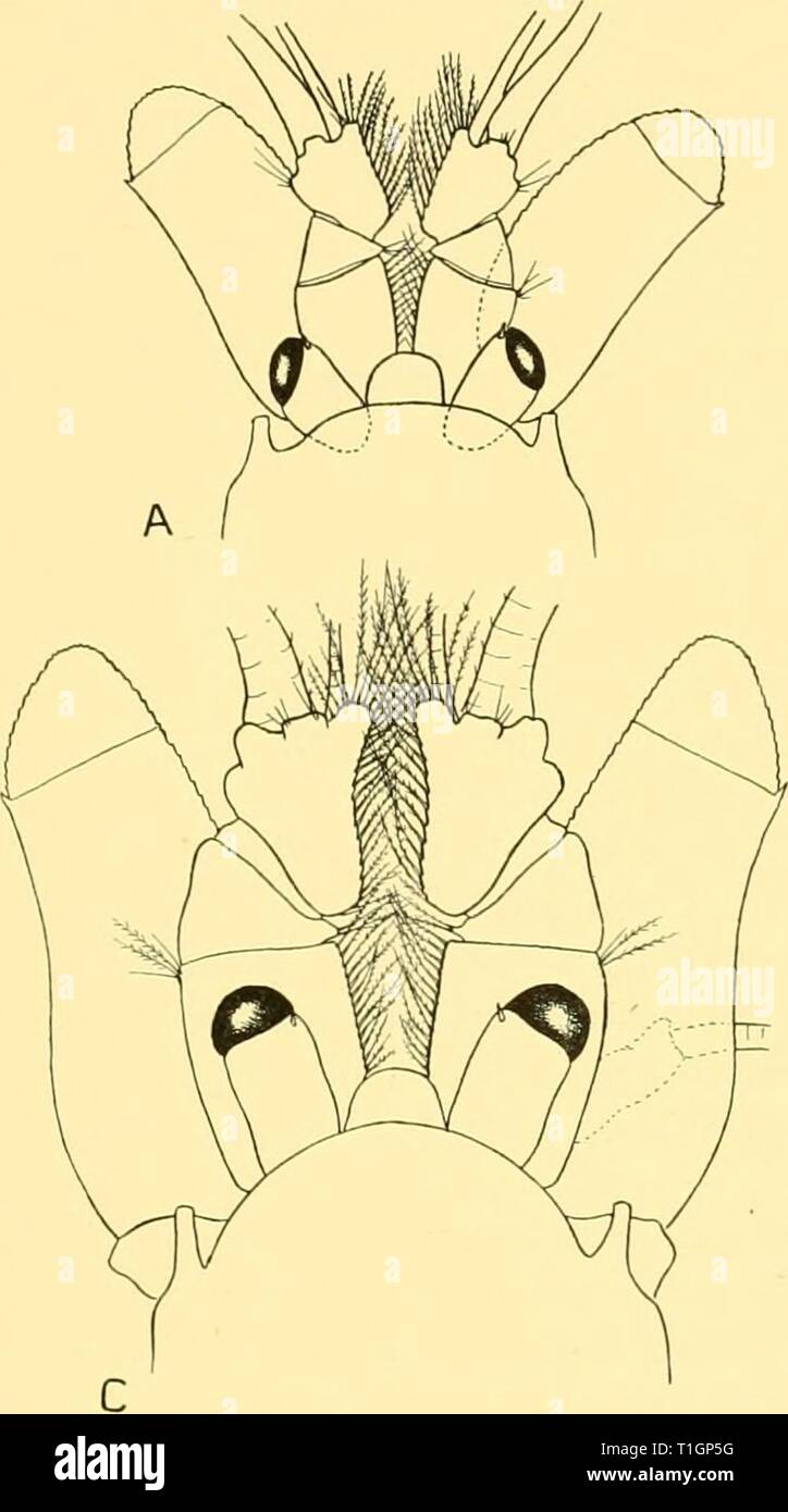 Discovery reports (1957) Discovery reports  discoveryreports28inst Year: 1957  SYSTEMATIC REPORT 51 with its small setiferous distal lobe, (iii) by the straighter outer margin of the antennal scale, and (iv) by the armature of the telson. In addition, the apex of the antennal scale is, as a rule, more rounded than in grimaldii and is almost symmetrical (cf. Figs. 4A and 5 A). The form of the telson is one of the easiest methods of recognizing this species. The spines arming the distal portion of the lateral margins are arranged in a series of a few very long spines with a varying number of sma Stock Photo
