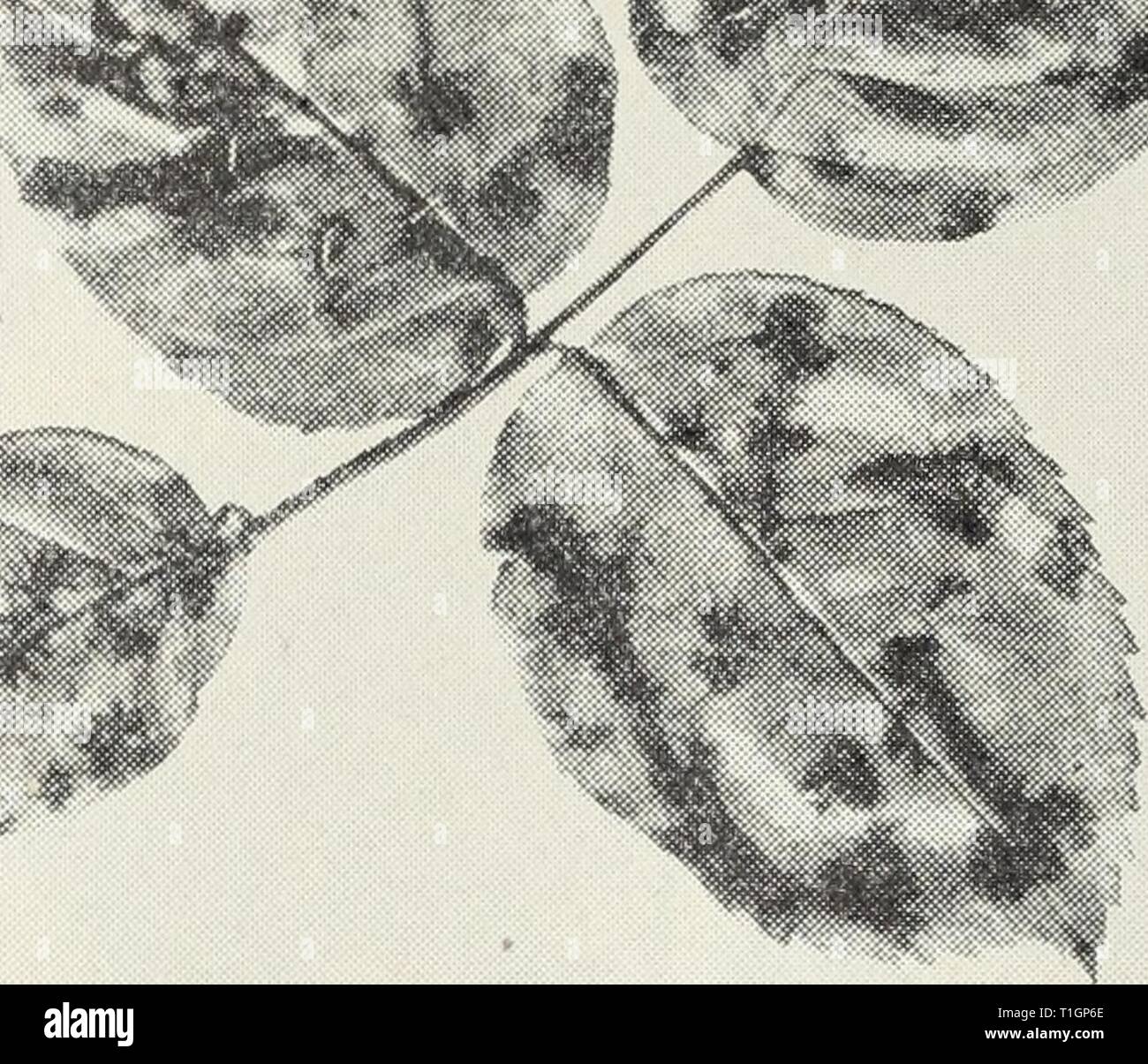 Black spot on roses hires stock photography and images Alamy