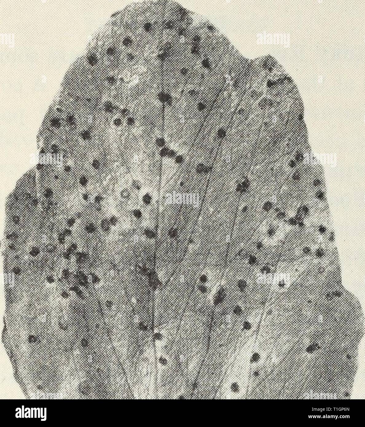 Diseases of truck crops  Diseases of truck crops / Ralph E. Smith  diseasesoftruckc119smit Year: 1940  Diseases of Truck Crops 63 true rust, and breaks out in small, red, spore pustules on the leaves and stems (fig. 30). It also attacks broad bean, but is not important. Septoria Leaf Spot, Leaf Blotch.—The affected leaves become spotted with indefinite, yellow to brown blotches and are blighted much as in ascochyta blight. Pods and seeds may become infected with this fungus Stock Photo