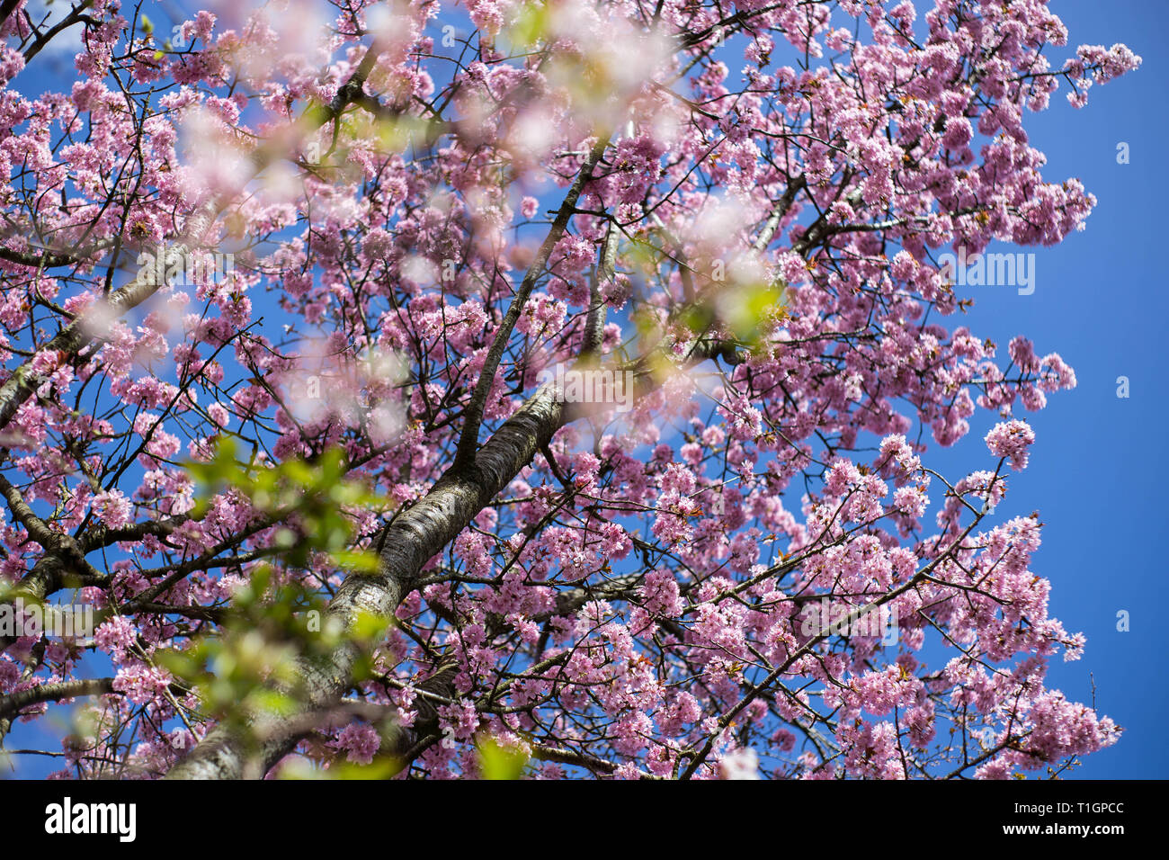 Blooming cherry tree with pink Blooming , Japanse cherry in blue sky ...