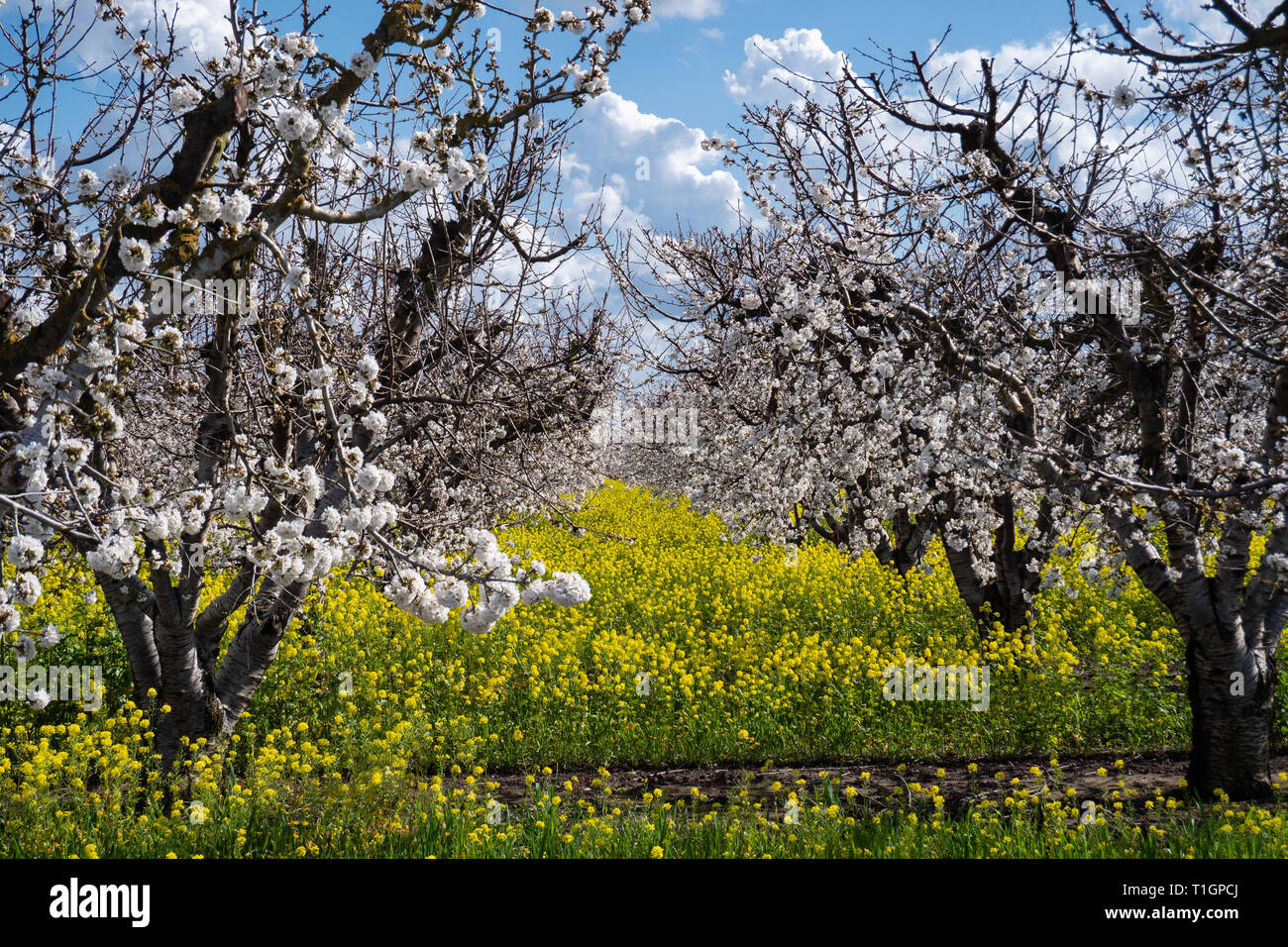 Cherry Orchard Blossoms, California Stock Photo