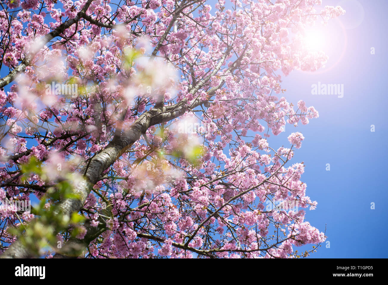 Blooming cherry tree with pink Blooming , Japanse cherry in blue sky ...