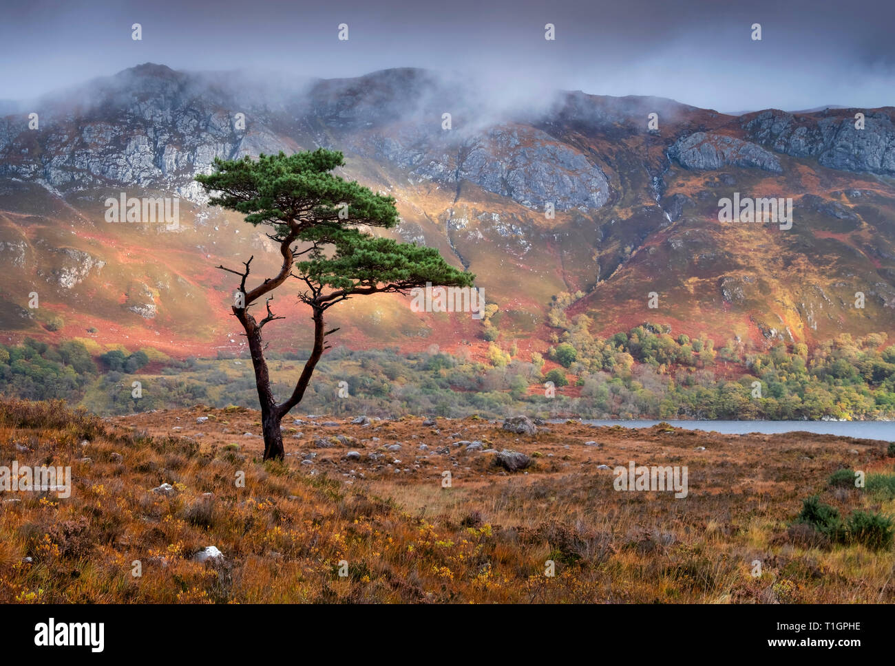 Scots Pine Tree above Loch Maree backed by Slioch, Wester Ross, Scottish Highlands, UK Stock Photo