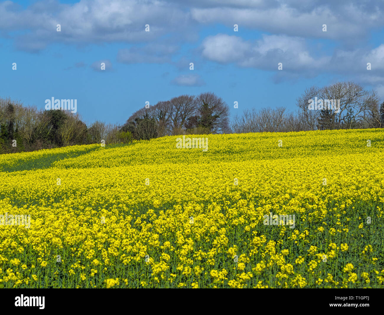 Beautiful vibrant field of rapeseed flowers blooming in the Devon countryside near Bideford Stock Photo