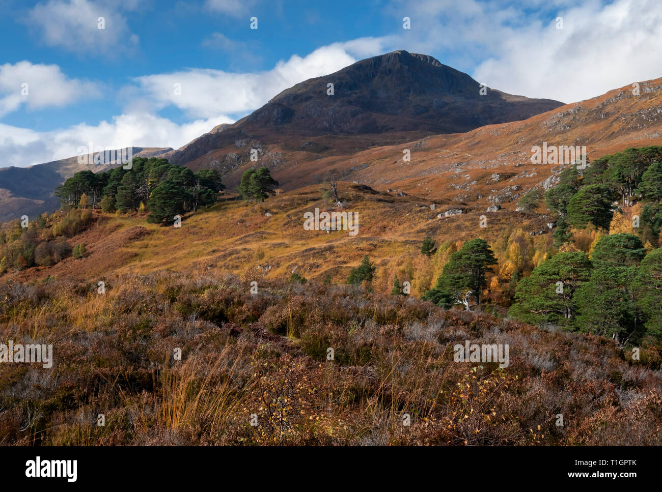 Am Meallan in autumn, Glen Affric, Highlands, Scotland, UK Stock Photo