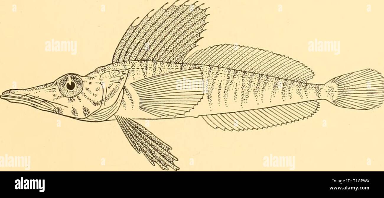 Discovery reports (1940) Discovery reports  discoveryreports18inst Year: 1940  CHAENICHTHYIDAE 71 Pagetopsis macropterus (Boulenger). Champsocephalus macropterus, Boulenger, 1907, Nat. Antarct. Exped. Nat. Hist., 11, Fish., p. 3, pi. ii; Pappenheim, 1912, Deutsche SiidpoL-Exped., xiii, Zool. v, p. 174; Roule, Angel and Despa.x, 1913, Deux. Exped. Antarct. Frang. (1908-1910), Poiss., p. 13. Pagetopsis macropterus, Regan, 1913, t.c, p. 286; 1914, Rep. Brit. Antarct. ('Terra Nova') Exped. 1910, Zool. I (i), p. 11; Waite, 1916, Austral. Antarct. Exped. Sci. Rep., Ser. C, III (i), Fishes, p. 37, fi Stock Photo