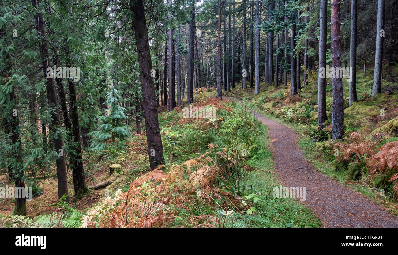 Autumn Colours in Lael Forest, near Ullapool, Ross and Cromarty, Scottish Highlands, Scotland, UK Stock Photo