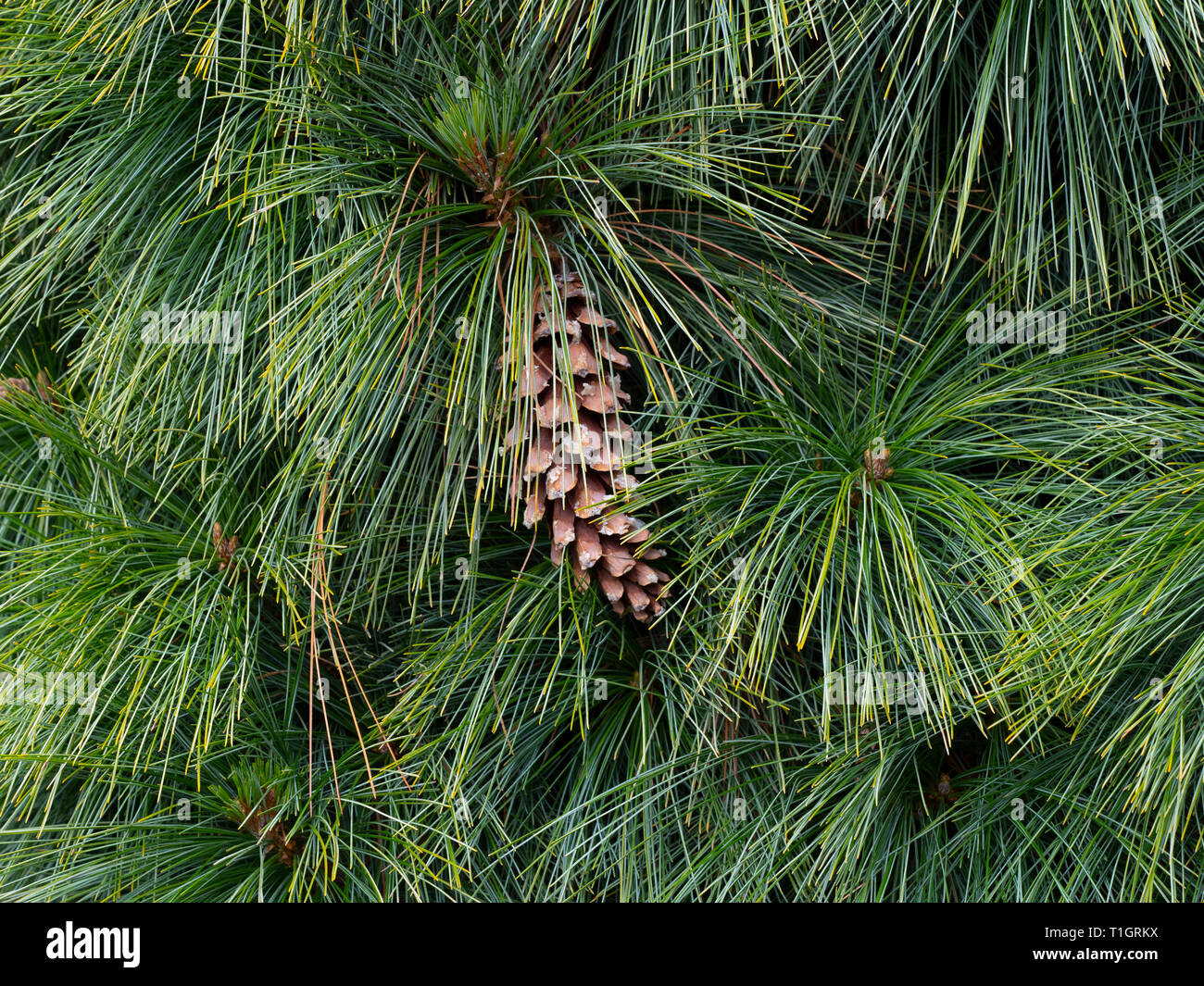 Bhutan Pine Pinus wallichiana needles and cone Stock Photo