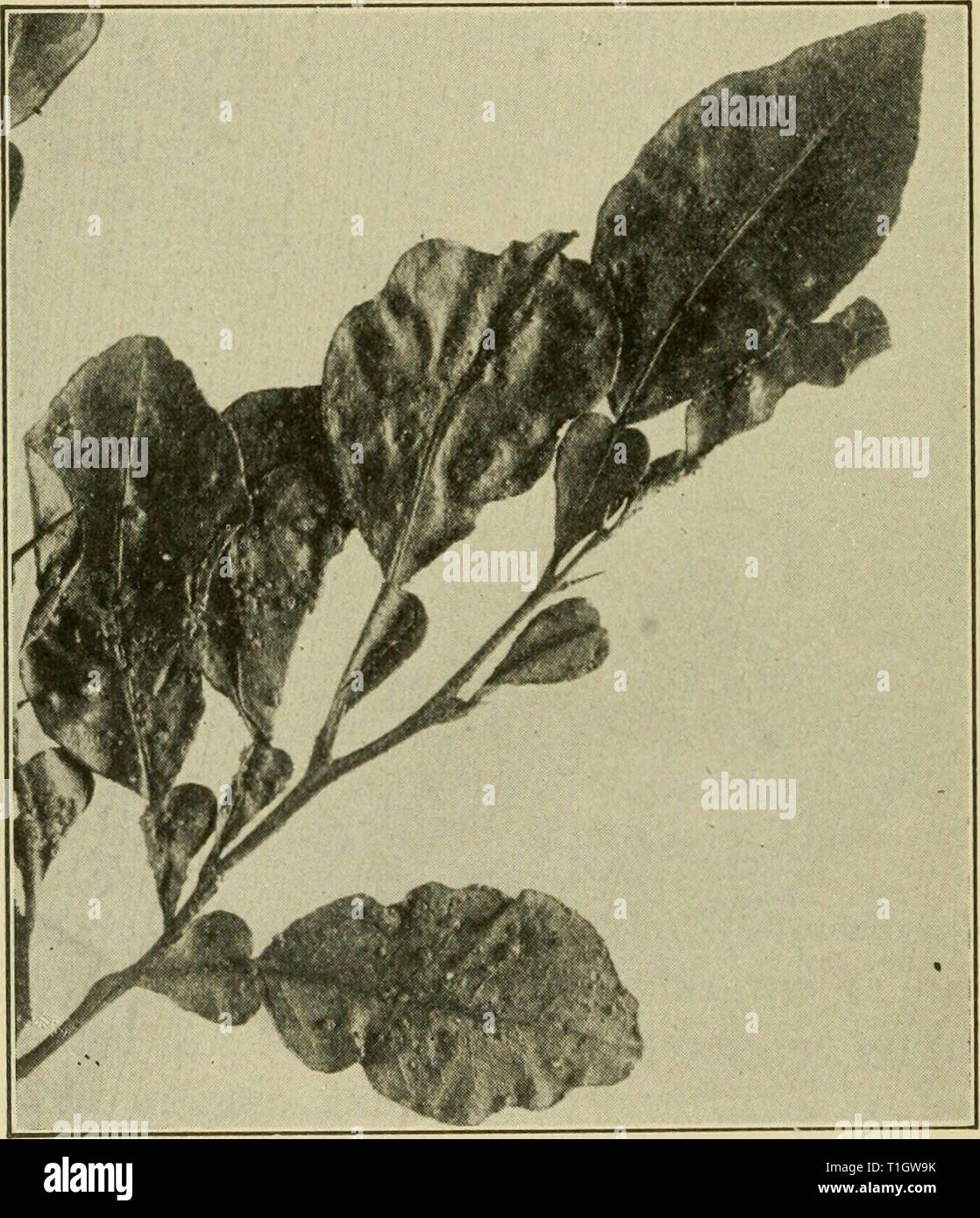 Diseases of economic plants (1921) Diseases of economic plants  diseasesofeconom01stev Year: 1921  142 Diseases of Economic Plants ored. A considerable portion of the ''June-drop' is caused by this disease. The spores of the fungus gain entrance through shght imperfections of the skin at the navel end, producing de- cayed areas under the skin. All diseased fruit should be collected and burned or buried deeply. Scab (Cladosporium citri Mass.). — Scab has been known    Fig. 74. — Scab of the sour orange. After Hume. for twenty years, and occurs on the sour citrus fruits, such as the pomelo, kumq Stock Photo