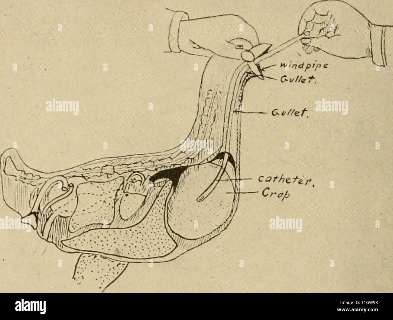 Diseases of poultry; their etiology Stock Photo Alamy