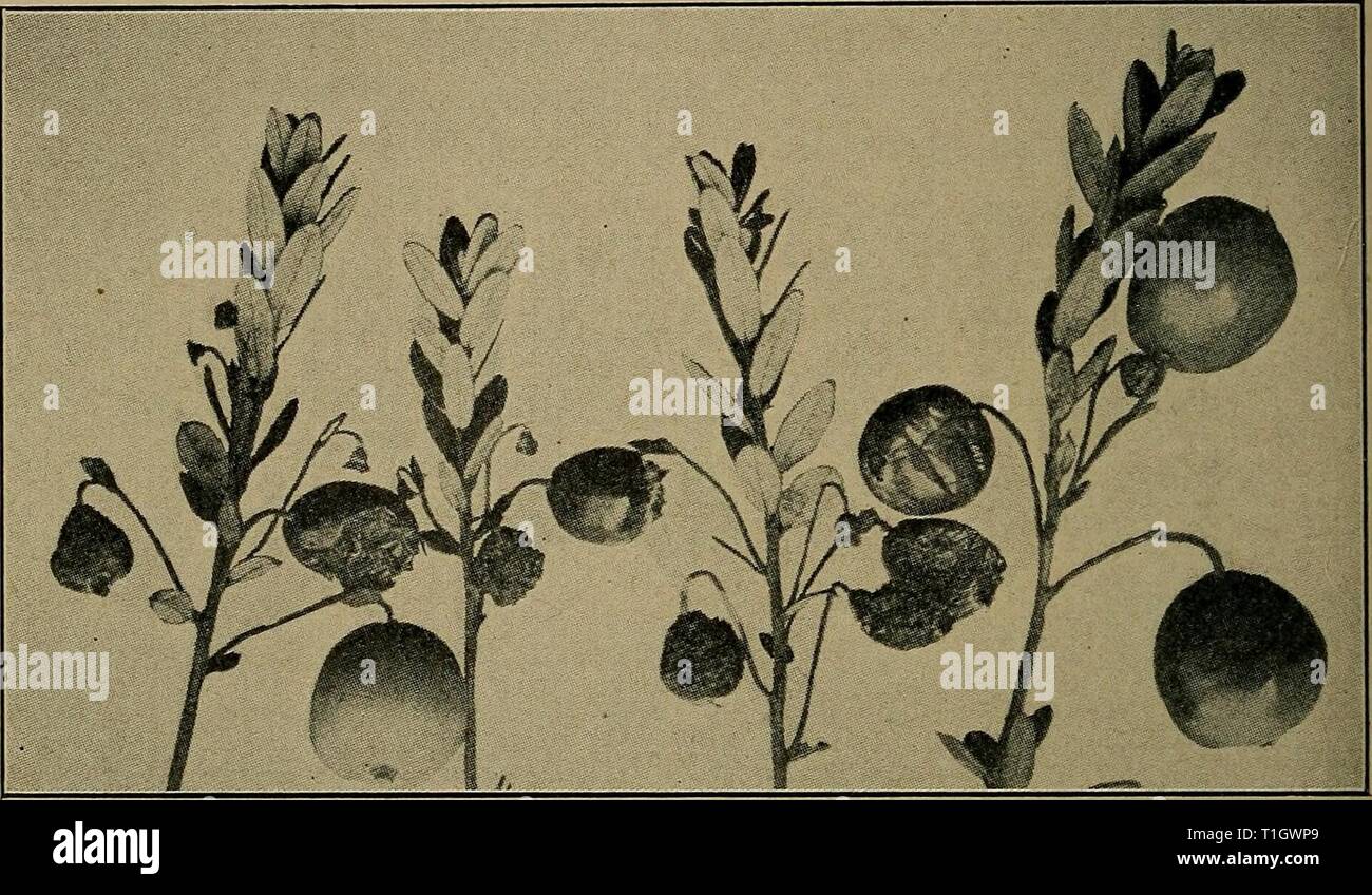 Diseases of economic plants (1910) Diseases of economic plants  diseasesofeconom02stev Year: 1910  146 DISEASES OF ECONOMIC PLANTS be of serious import, although its increase at any time under favorable climatic conditions may place it among the im- portant plant enemies. CRANBERRY * Scald, blast (Guignardia Vaccinii Shear). — The fruits are attacked as soon as the blossom falls, or even the    Fig. 62. — Cranberry scald and blast. After Shear. blossom itself may be blighted. The affected berry shrivels, turns black, and is covered with pycnidia. From such fruits the disease spreads to other f Stock Photo