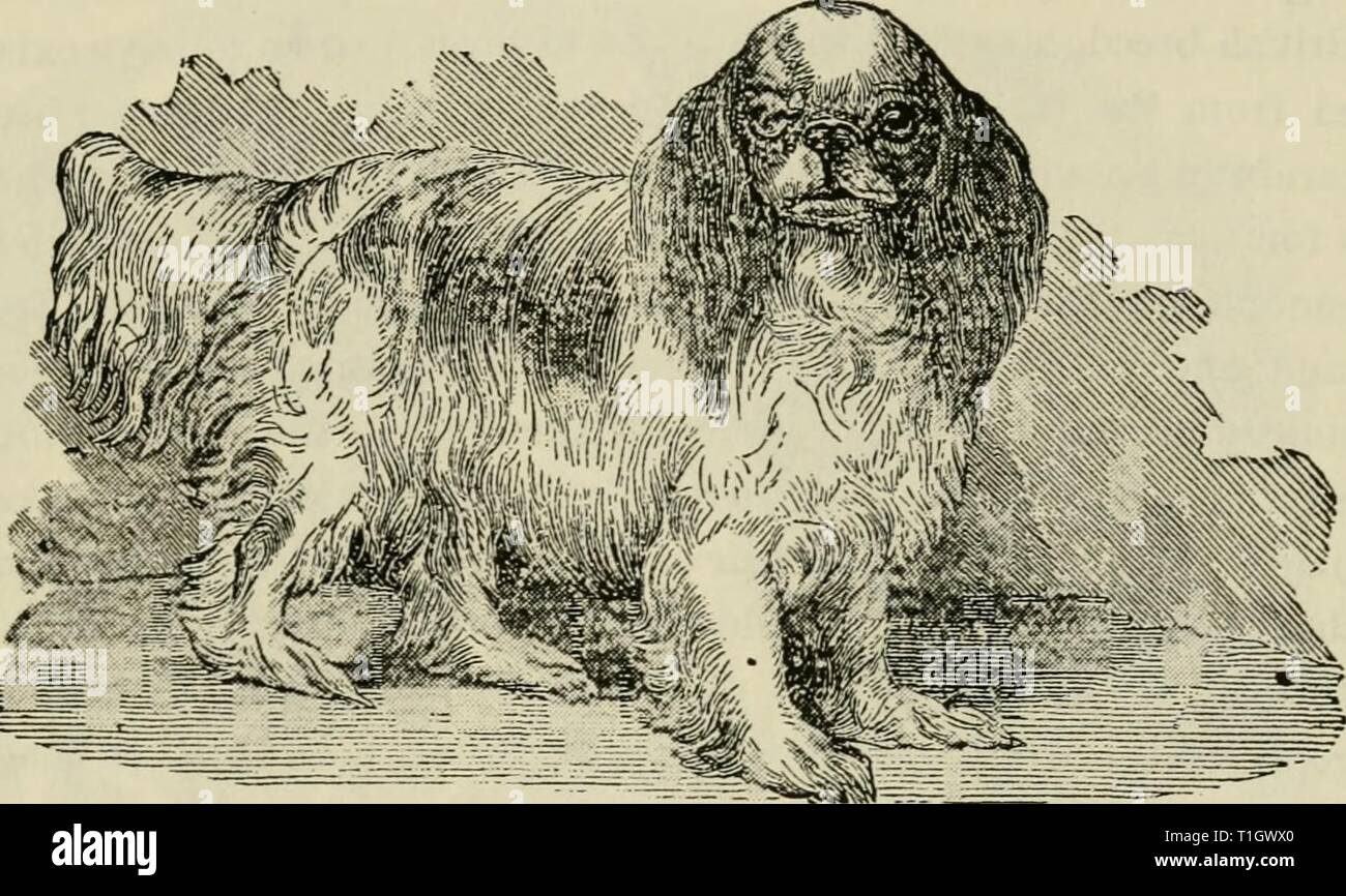 The Dogs Of Great Britain The Dogs Of Great Britain America And