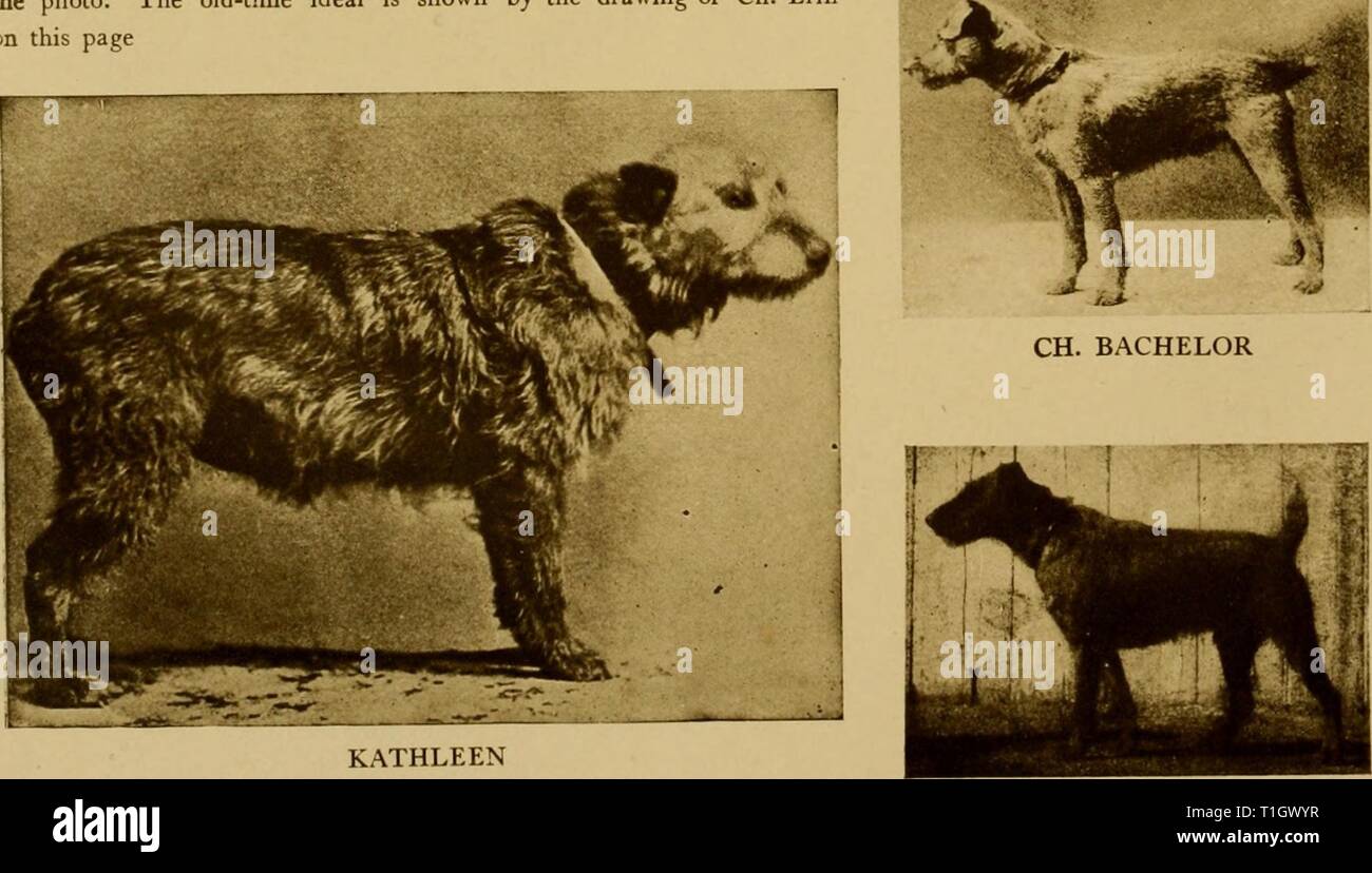 What Was The First Dog In America