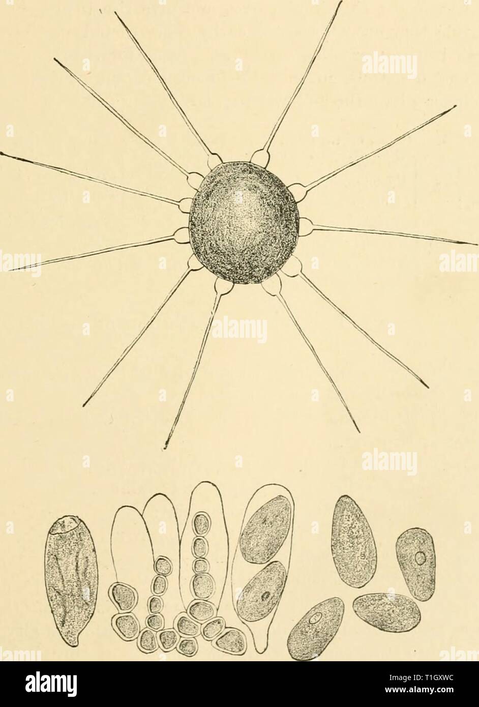 Diseases of plants induced by Diseases of plants induced by cryptogamic parasites; introduction to the study of pathogenic Fungi, slime-Fungi, bacteria, & Algae  diseasesofplants00tube Year: 1897  PERISPORIEAE. 179 Aspergillus, Faiicilliam, Zopfia, Pcrisporiuin, Lasiobotrijs, Apio- sporium, Caimodiuvi, Astcrina, Microthyriuiifh. To this sub-division of the Perisporiaceae belong some com- mon forms of mould-fungi which are generally only saprophytic,    Fio. l.—PhyUactlnia suffulta from Beech. Perithecium, with characteristic appendages. Contents of the perithecium : asci, spores, and cliains o Stock Photo