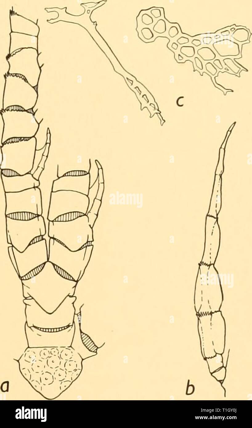 Discovery reports (1940) Discovery reports  discoveryreports18inst Year: 1940  ISOMETRINAE 177 Isometra angustipinna (Carpenter) Antedon angustipinna Carpenter, 1888, p. 189, pi. xxix, figs. 1-4. Isometra angustipinna (part) Clark, 1908, p. 133. The single specimen is small: Carpenter gives its spread as probably 5 cm. Only one cirrus remains attached to the centrodorsal, an upturned cirrus of 27 segments but of an immature appearance. There is one small, detached, cirrus of 22 segments which is complete and mature. The first two segments are short, the third is longer than broad and flared at Stock Photo