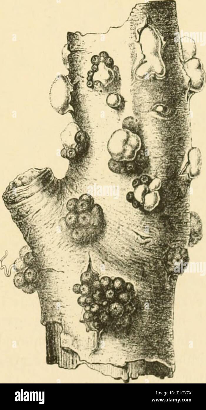 Diseases of plants induced by Diseases of plants induced by cryptogamic parasites; introduction to the study of pathogenic Fungi, slime-Fungi, bacteria, & Algae  diseasesofplants00tube Year: 1897  Fn;. n.—Nectria cinnabaruw., with pcri- thucia on the dead bark of a still-living stem of Elm. Infection lias evidently betciin at the wound of a cut branch near the middle, and extended outw.ards. (v. Tubeuf phot.) Kiii. S.—Neclria cimiaUirina. Portion of Ijraiich (magnified). Light-coloured cushions of conidiophores with conidia .are breaking out towards the upper end, and colonies of hard red per Stock Photo