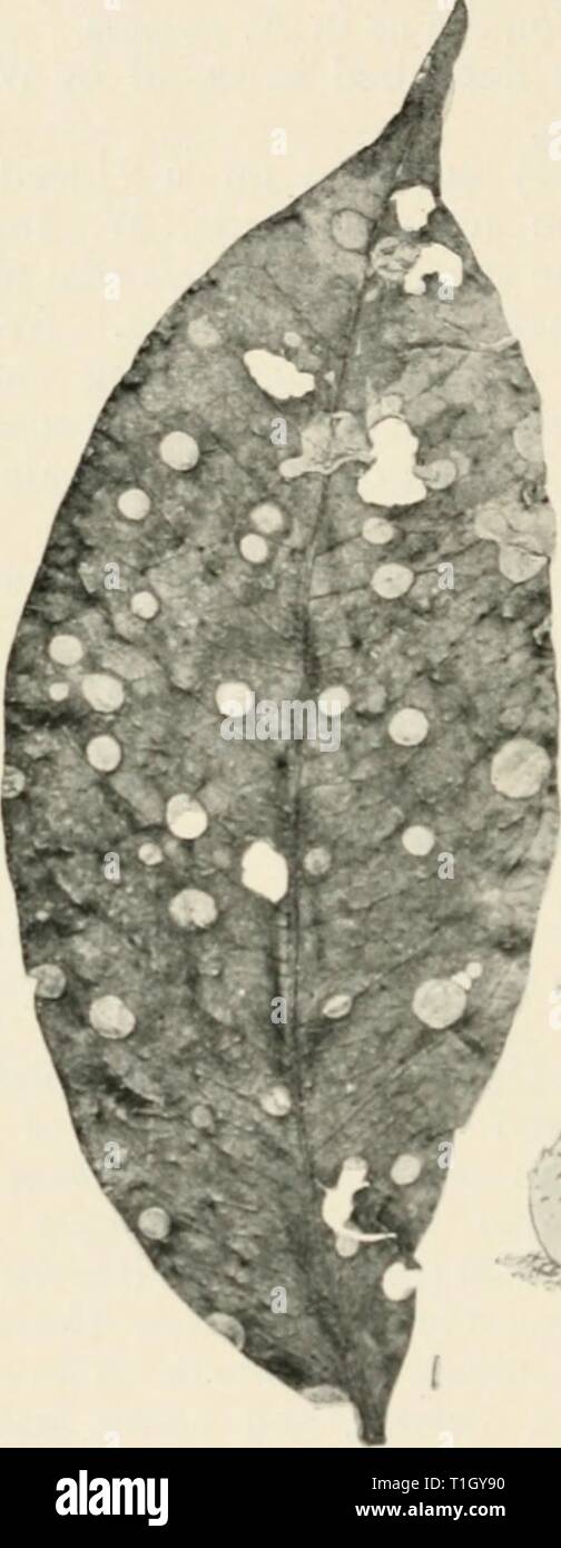 Diseases of cultivated plants and Diseases of cultivated plants and trees  diseasesofcultiv00massuoft Year: [1910?]  I90 DISEASES OF CULTIVATED PLANTS the form of miniature pins with pale yellowish heads, and 1-2 mm. high. During January 190S a large consignment of diseased berries was received at Kew from Costa Rica. The berries    '' fl,. fJ â Jf fT .7'' VG.z,o.âSpliacros(ilbeflavid&lt;i. i, leaf showing disease ; 2, section showing conidia form ; 3, surface view of white spot bear- ing conidial stage of fungus; 4, section showing perithecia ; 5, two perithecia; 6, ascus containing eiglit s Stock Photo