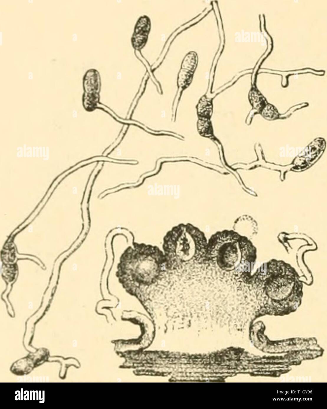 Diseases of plants induced by Diseases of plants induced by cryptogamic parasites; introduction to the study of pathogenic Fungi, slime-Fungi, bacteria, & Algae  diseasesofplants00tube Year: 1897  186 ASCOMYCKTKS. The (lark-red masses of thick-coated, warty perithecia appear in autumn and winter on the dead branches only; the asci contain eight bicellular hyaline spores which germinate directly to form a mycelium. Infection of a new host-plant is eftected by the mycelium, which enters by open wounds into living branches; it is quite unable to penetrate the living bark and is dependent on wound Stock Photo