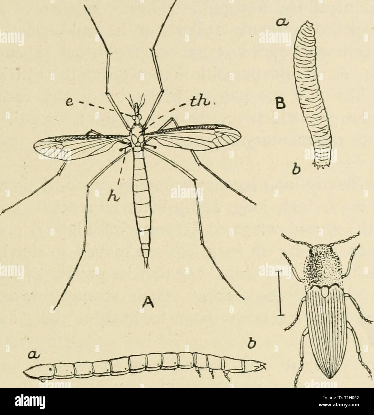 Diversions of a naturalist (1915) Diversions of a naturalist  diversionsofnatu00lank Year: 1915  DADDY-LONG-LEGS 217 size, are present in them in a very much dwindled condi- tion. Since most of our common flies are very small it is    D  Fig. 22. A, The Crane-fly (Daddy-Long-Legs), Tipula oleracea. e, the left eye ; h, one of the balancers or ' halteres,' which are th, the thorax. Natural the modified second pair of wings ; head B, The 'Leather-jacket,' the grub of the crane-fly. b, tail. Natural size. C, The Click-beetle or Skip-jack, Elater obscurus. The line beside it shows its natural size Stock Photo