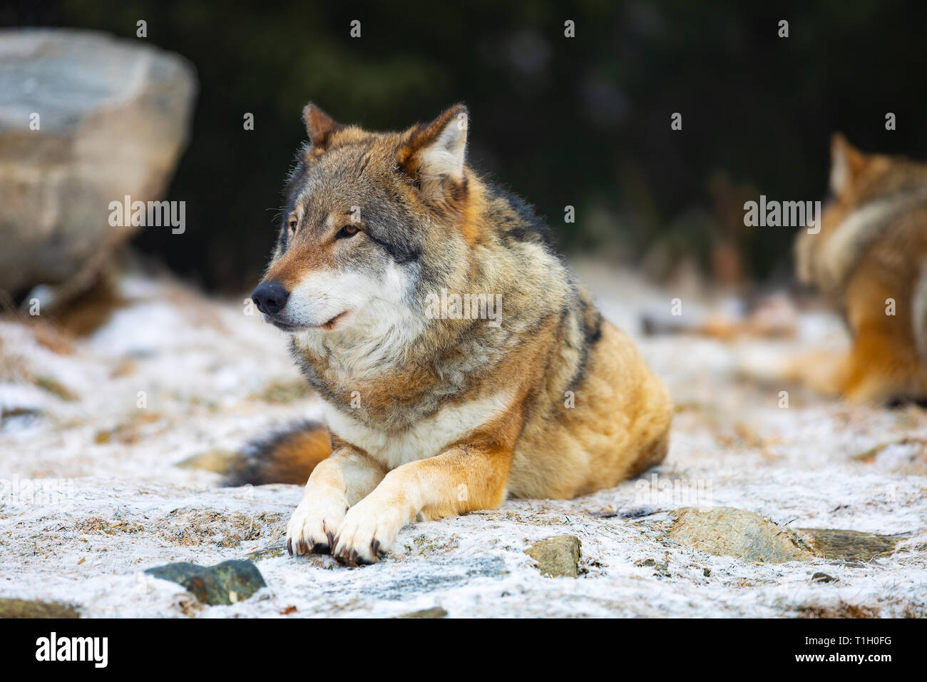 Resting wolfes in wolf pack at early winter Stock Photo