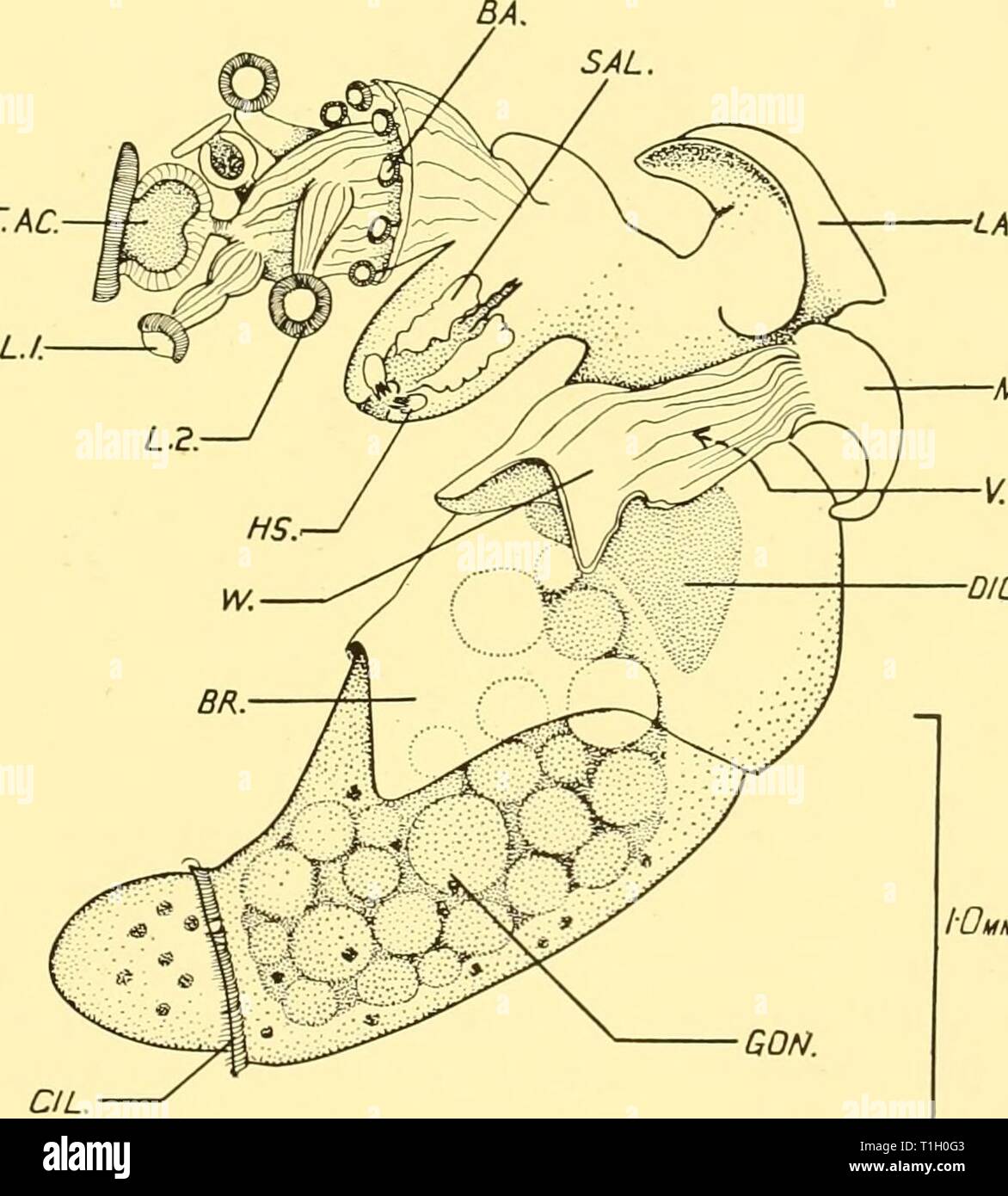 . â ME. DID. IOm. Fig. 6. Pneumodermopsis paucidens. The animal viewed from  the right side, with the buccal apparatus fully extended. BA., row of basal  suckers; BR., gill; CIL., posterior ciliated circle; DIG., area of  digestive gland; GON., gonad;